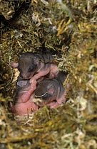 Garden dormice {Eliomys quercinus} hand-raised newborn orphaned babies in nestbox, Germany