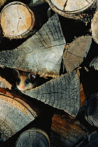 Garden dormouse {Eliomys quercinus} in wood pile Germany - hand-raised