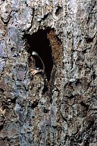 Garden dormouse disappearing into nest hollow in tree {Eliomys quercinus} Germany. hand-raised