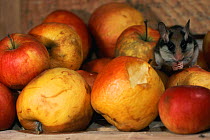 Garden dormouse feed on apples in cellar {Eliomys quercinus} Germany. Hand raised orphan