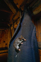 Garden dormouse on jacket in wood cutters cottage {Eliomys quercinus} Germany. hand raised