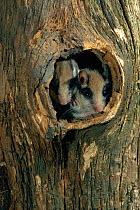 Garden dormouse juveniles peeping out of nest hole {Eliomys quercinus} Germany. hand-raised