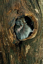 Garden dormouse juveniles at nest hole in tree {Eliomys quercinus} Germany hand raised