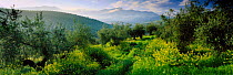 Olive grove landscape near Cazorla in spring, Sierra de Cazorla, Andalucia, Spain