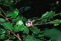 Garden dormouse in tree {Eliomys quercinus} Germany -  hand raised orphan released back into wild