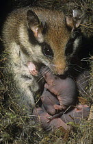Garden dormouse {Eliomys quercinus} hand-raised mother carries young to new nest when disturbed,  Germany