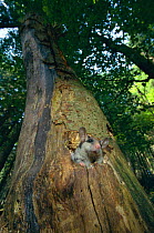 Garden dormouse in beech tree {Eliomys quercinus} Germany. hand-raised hand raised