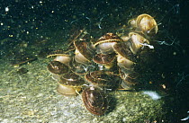 Limpets spawning (Nacella sp) Antarctica