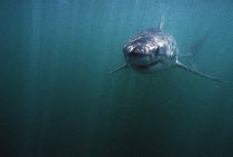 Great white shark {Carcharodon carcharias} Dyer island, South Africa