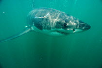 Great white shark {Carcharodon carcharias} underwater, off Dyer Island, South Africa