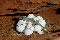 Hatchling gecko sitting on eggs {Hemidactylus spp} Tsavo East National Park, East Africa