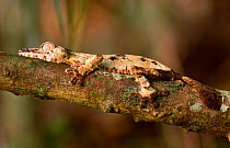 Leaf tailed gecko on branch {Uroplatus fimbriatus} Nosy Mangabe Island, Madagascar