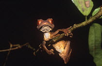 Spearpoint leaf-tail gecko  (Uroplatus ebenaui) Ankarana Reserve, Northern Madagascar