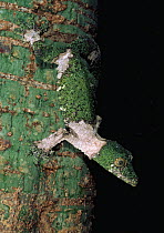 Leaf tailed gecko camouflaged on tree trunk {Uroplatus sikorae} Madagascar
