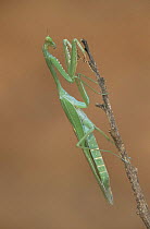 Praying mantis {Acanthops}, Taman Negara NP, Malaysia
