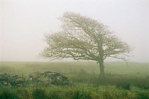 Tree shaped by prevailing wind, in mist, Republic of Ireland