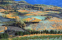 Apricot tree orchards in autumn, Baronnies, Provence, France