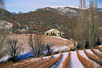 Stone building and vines in winter landscape, Baronnies, Provence, France