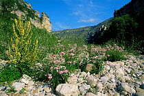 Wildflowers growing in the dried riverbed of River Tarn, St Chely, France