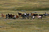 Mustang herd (American wild horse) {Equus caballus} Badlands, North Dakota, USA