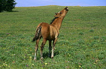Mustang foal testing the air (flehmen) {Equus caballus} Pryor Mountains, Montana, USA