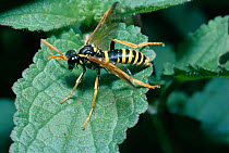 Sawfly {Tenthredo scrophulariae} mimics wasp, UK