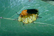 Sawfly female guards her eggs on leaf {Themos olfersii} Campo cerado, Brazil