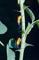 Sawfly females {Arge achropus} lay eggs on Dog rose {Rosa canina} UK