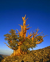 Ancient Bristlecone pine tree {Pinus aristata} White Mountains, California, USA