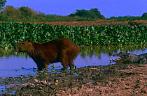Capybara {Hydrochaeris hydrochaeris} and Jacare caiman {Caiman crocodilus yacare} on water's edge, Pantanal, Brazil