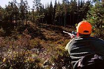 Man aiming gun at Moose {Alces alces} moose hunting The National Ritual Sweden.
