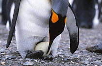 King penguin positioning egg on feet (Aptenodytes patagoni) South Georgia, Falkland Islands