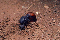 Leaf cutter ant queen digs nest {Atta bisphaerica} Cerrado, Brazil