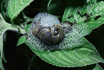 Driver ants {Dorylus nigricans} attack shelled snail which defends itself by producing foam, Kenya