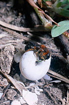 Female solitary bee seals nest in empty snail shell. Israel {Osmia lhotelleriei}