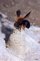 Female solitary bee caps nest cell with mud {Megachile sicula} Israel