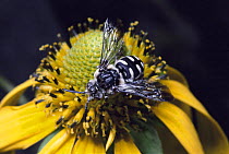 Female Cuckoo bee on flower {Xeromelecta californica} Arizona, USA