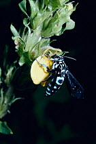 Cuckoo bee on flower in rainforest {Thyreus sp} Uganda, Africa