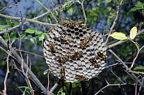 Paper wasps on nest feeding larvae in cells {Polistes semenowi} Corfu, Greece
