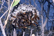 Social wasps cluster on nest in semi-desert. Chile {Polistes buyssoni}