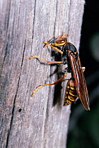 Social wasp scrapes wood off dead tree for nest, Chile {Polistes buyssoni}