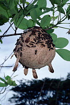 Wasp nest with drip tips to channel rain, tropical dry forest. Costa Rica {Polybia occidentalis bohemani}