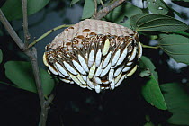Nocturnal social wasps rest during day at nest in rainforest {Apoica pallens} Brazil