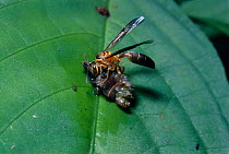 Social wasp chews caterpillar into bolus to take back to nest {Stelopolybia pallipes} Trinidad