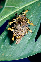 Social wasps on nest beneath leaf {Mischocyttarus alfkenii trinitatis} Trinidad