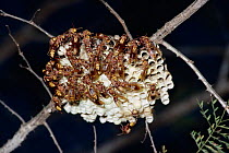 Social wasps on nest in tropical dry forest. Madagascar {Polistes fastidiosus}