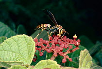 Social wasp feeds on flowers with open nectaries {Polistes instabilis} Mexico