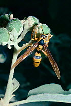 Social wasp feeds on fruit in desert {Polistes carnifex carnifex} Mexico