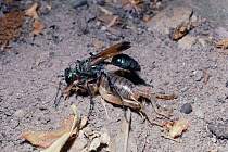 Hunting wasp drags paralysed cricket to burrow. {Chlorion lobatum} Nepal