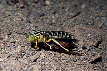 Horse guard hunting wasp drags paralysed horsefly to nest {Stictia signata} Costa Rica